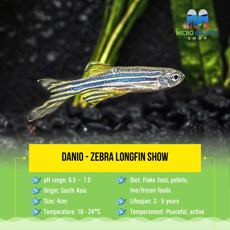 Flash Sale Danio - Zebra Longfin 3cm