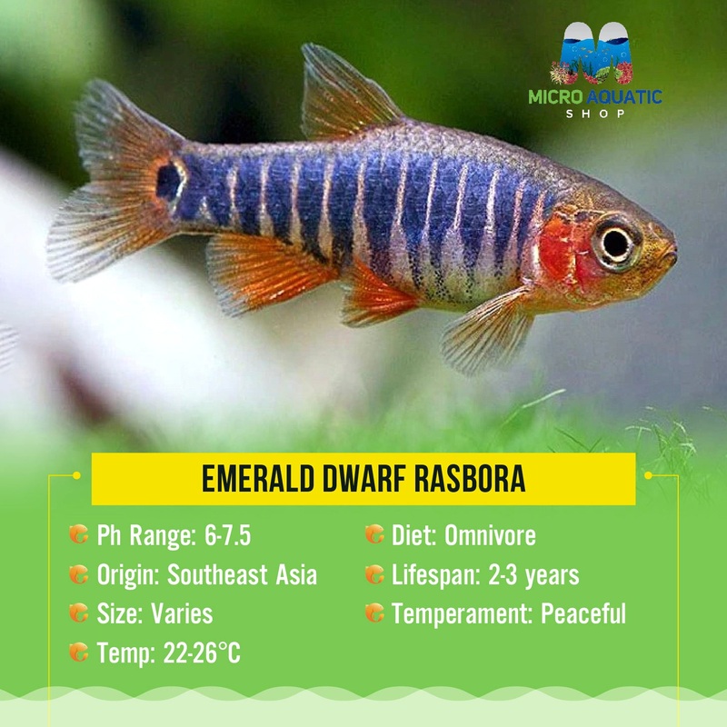 Flash Sale Emerald Dwarf Rasbora