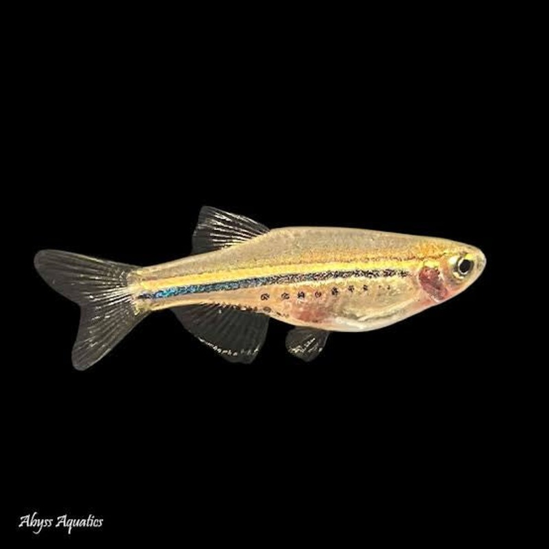Flash Sale Nano Fish -  Dwarf Spotted Danio - Brachydanio nigrofasciata 3cm