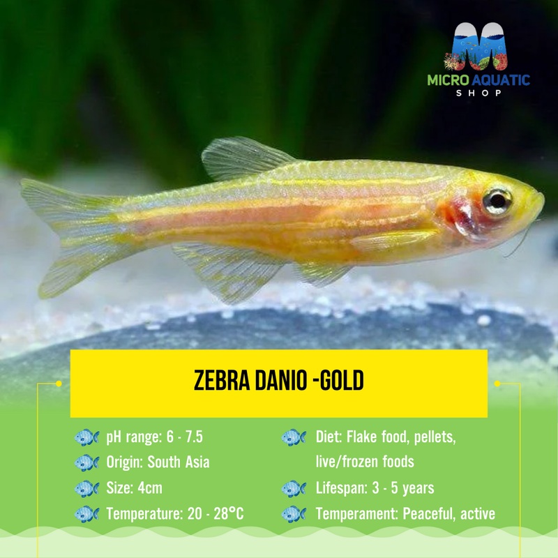Flash Sale Zebra Danio -Gold 3cm
