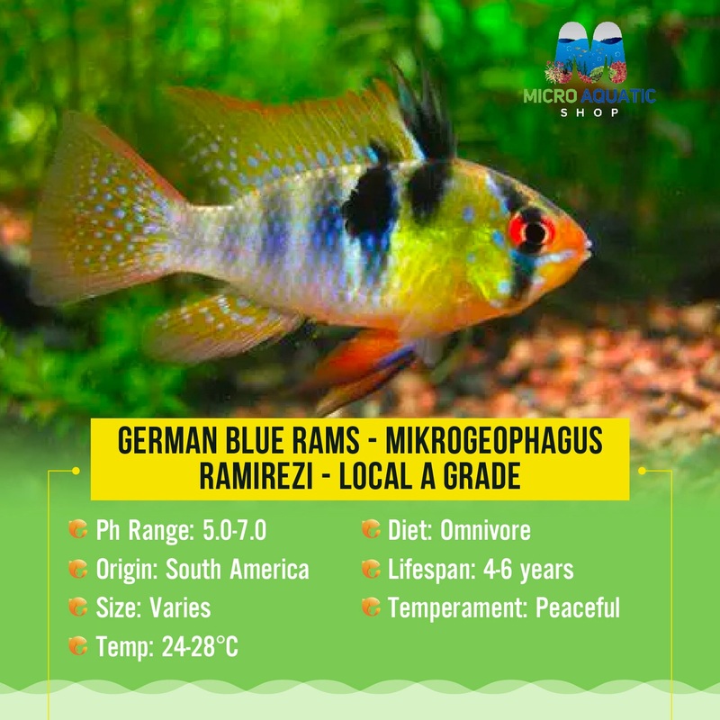 German Blue Rams - Mikrogeophagus ramirezi