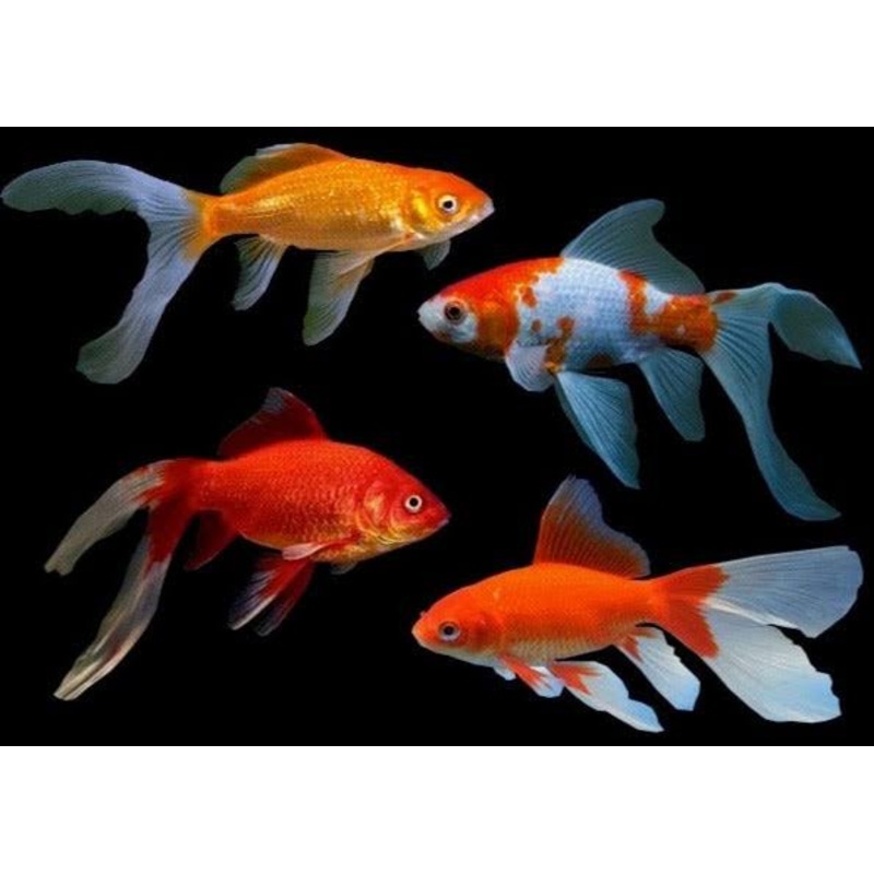 Gold Fish - Comet 5cm ( cold water )