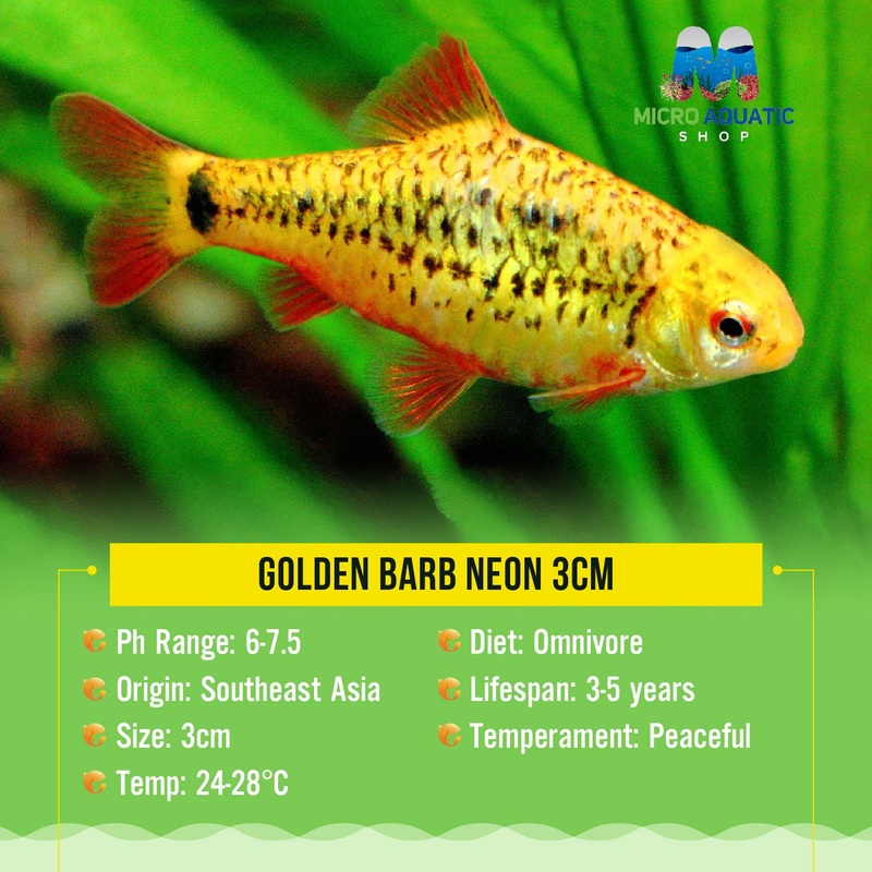 Golden Barb Neon