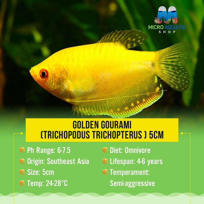Golden Gourami (Trichopodus trichopterus ) 4cm