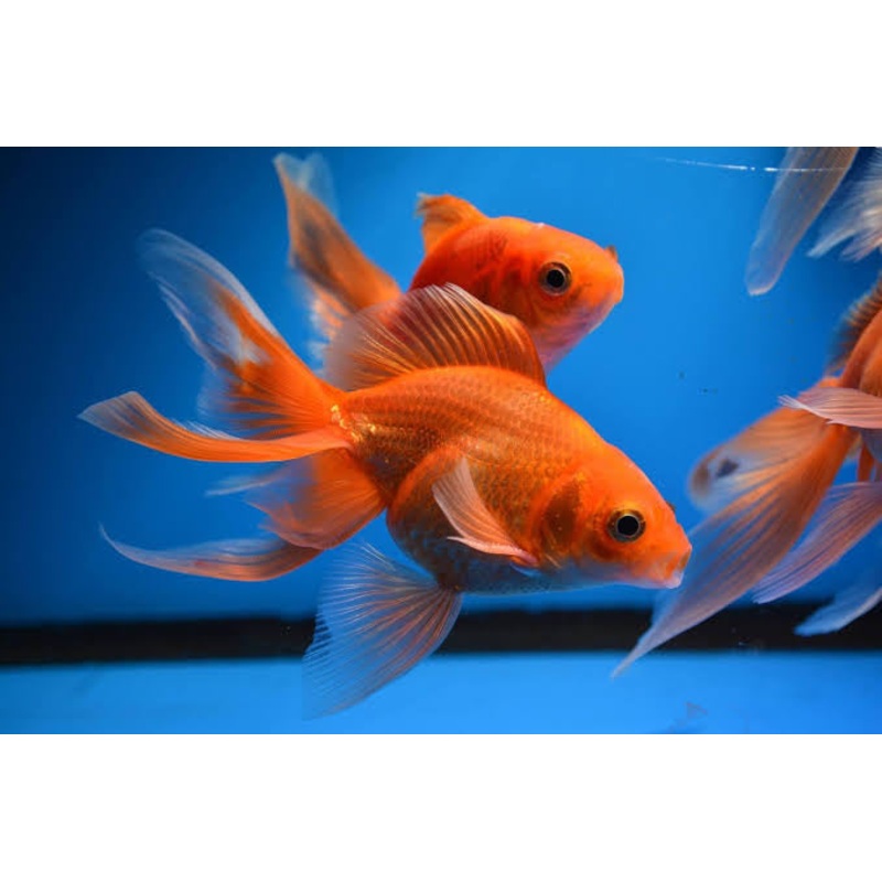 Goldfish - Fantail 5cm