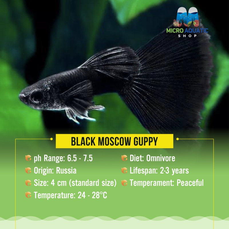 Guppy- Black Moscow Pair