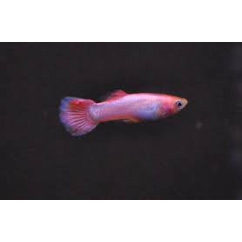 Guppy - Pinky Rose
