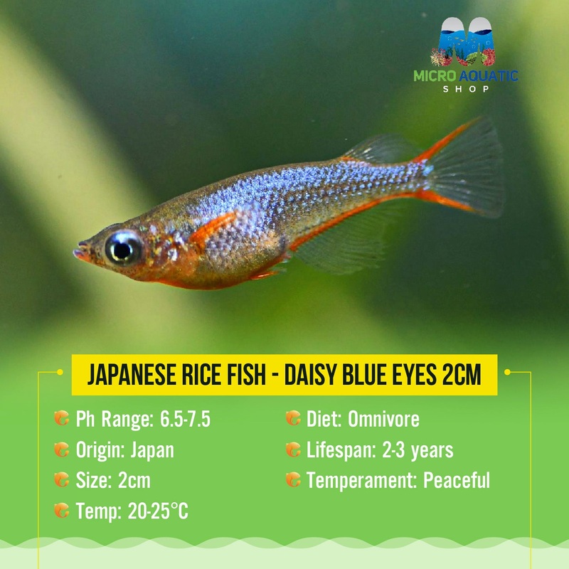 Japanese rice fish - Daisy blue eyes 2cm