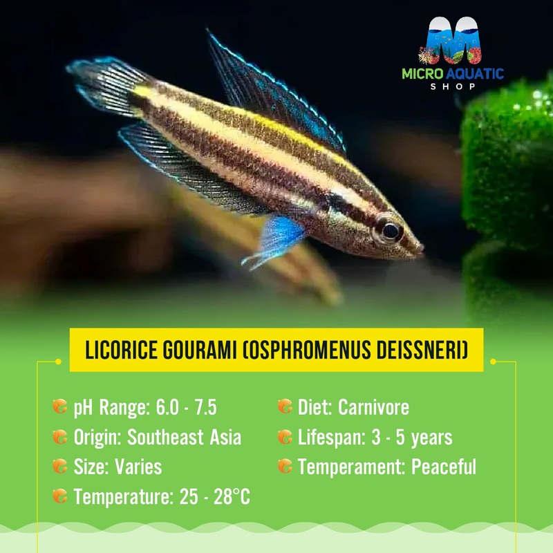 Licorice Gourami (Osphromenus deissneri) 2-3cm