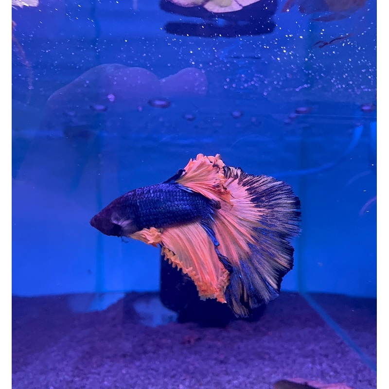Male Beta- Dark Knight A1