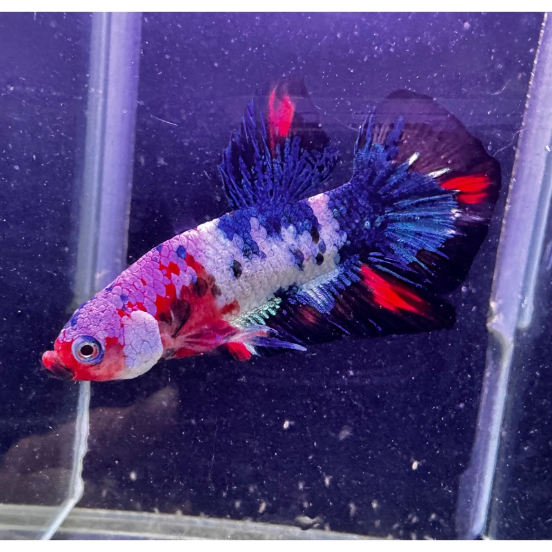 Male Beta - Painted Samurai