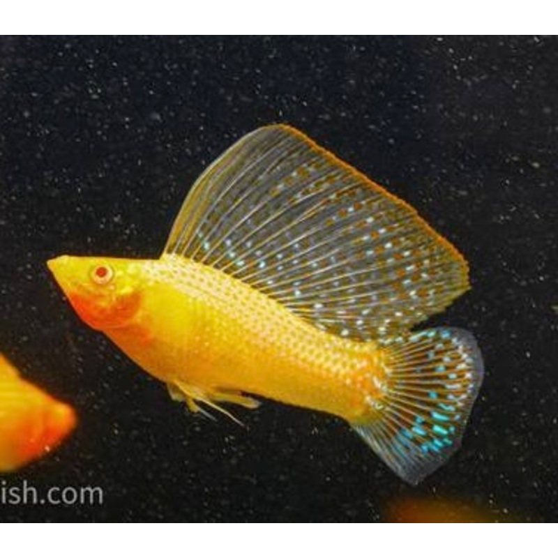 Molly  Gold Albino Sailfin Molly  (Poecilia latipinna ) 6cm