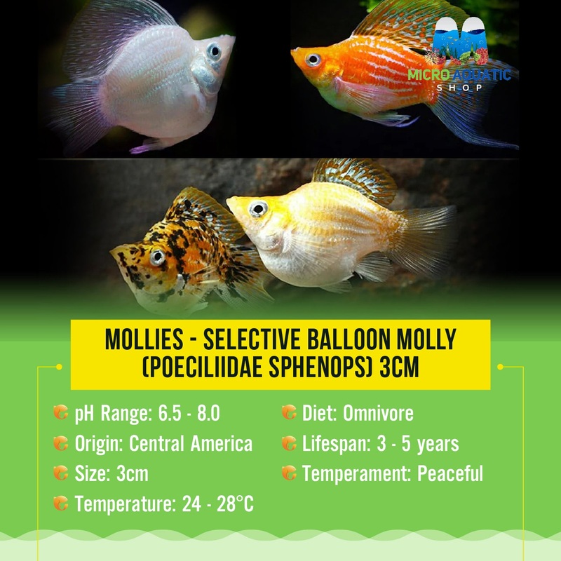 Molly  Selective Balloon Molly  (Poeciliidae sphenops) 3cm