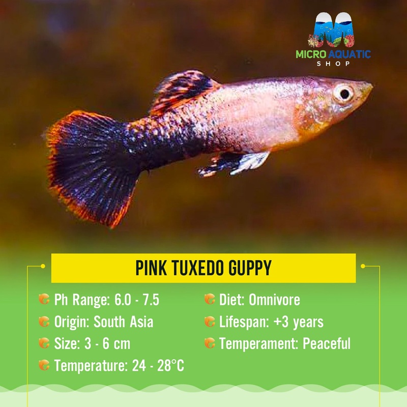 Pink tuxedo guppy