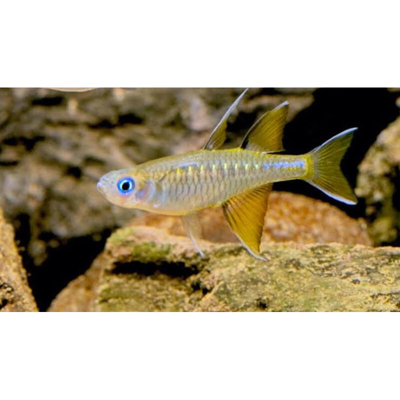 Rare - Northern Pacific Blue Eyes 6cm