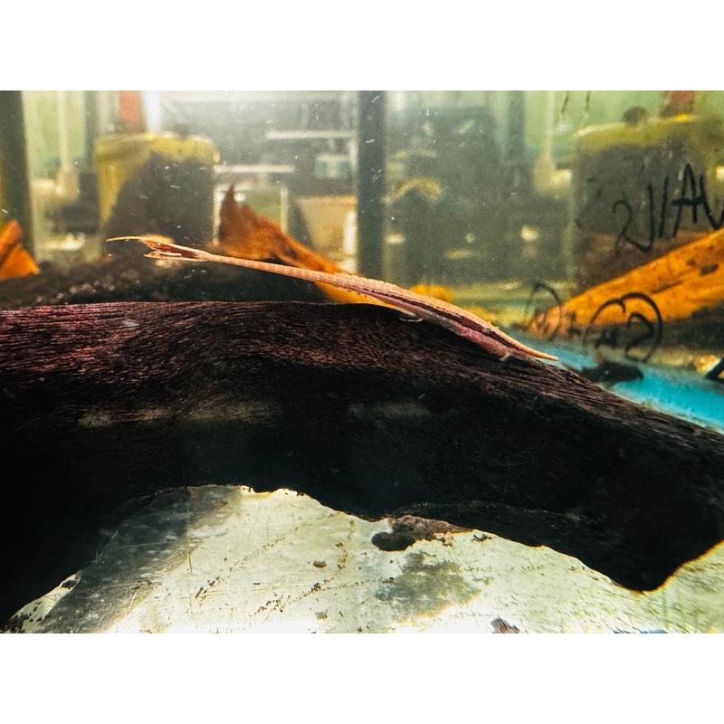 Rare - Twig Whiptail - Farwella 4cm