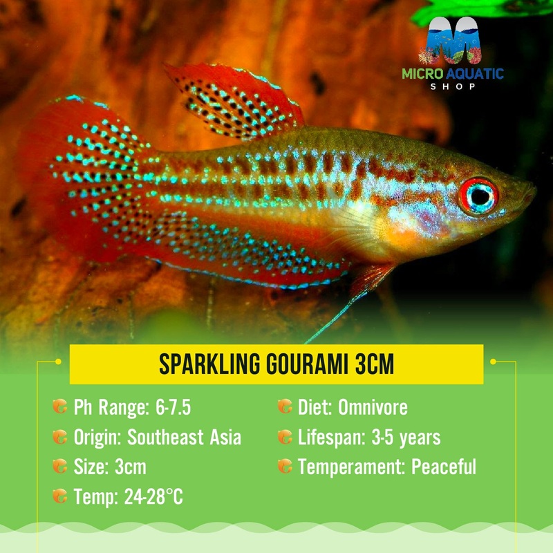 Sparkling Gourami 2cm