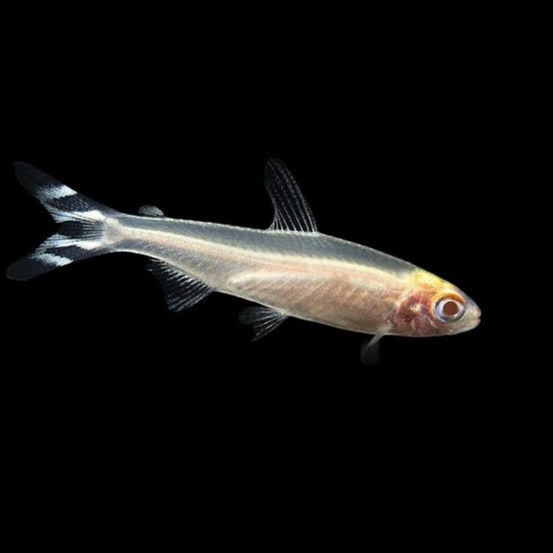 Tetra  Albino Rummynose