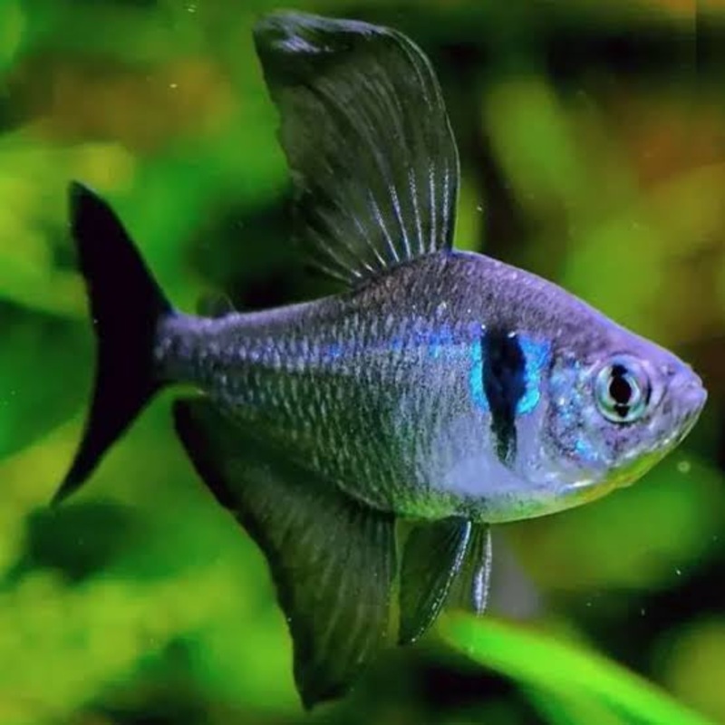 Tetra- Black Phantom 2cm