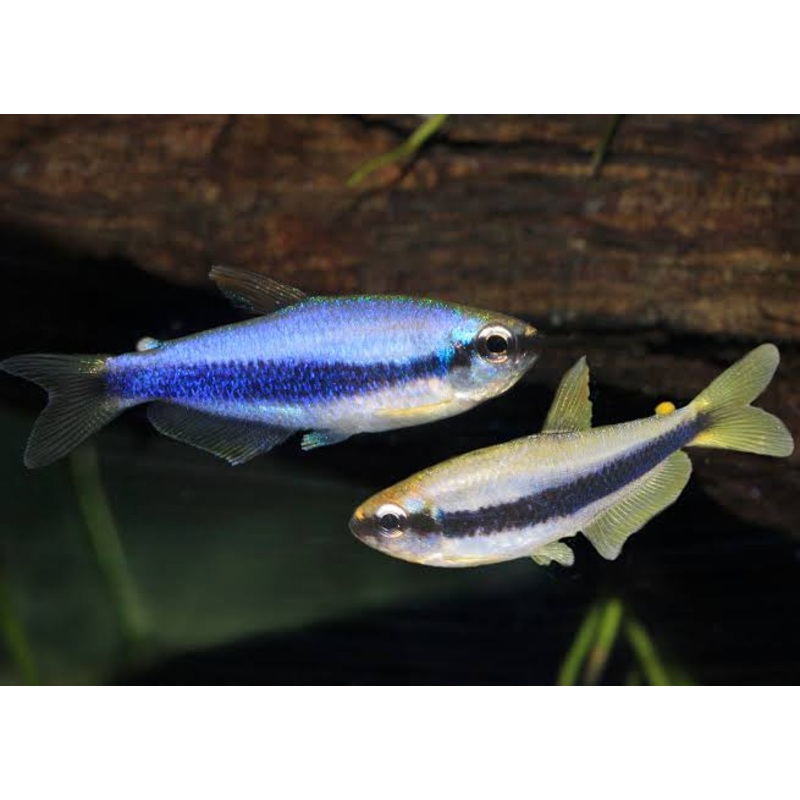Tetra - Blue Emperor