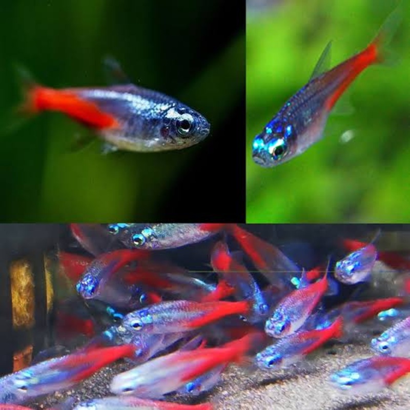 Tetra- Diamond Neon 2.5cm