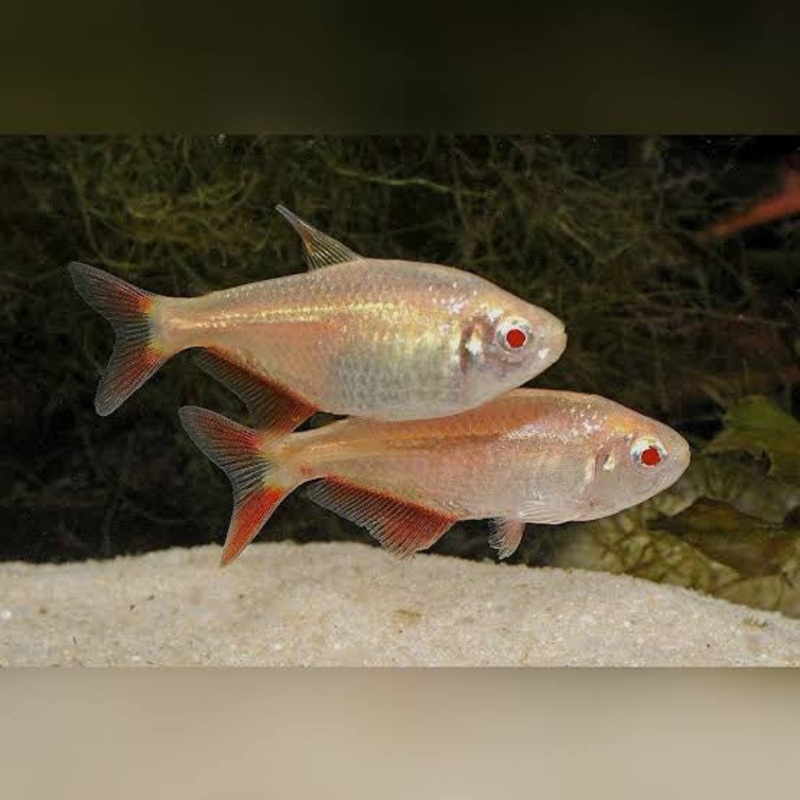 Tetra  Gold Buenos Aires 4cm Show
