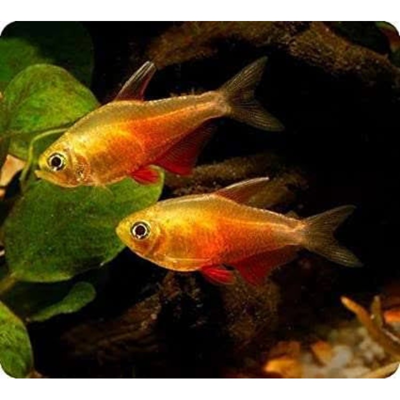 Tetra - Golden Flame 2cm