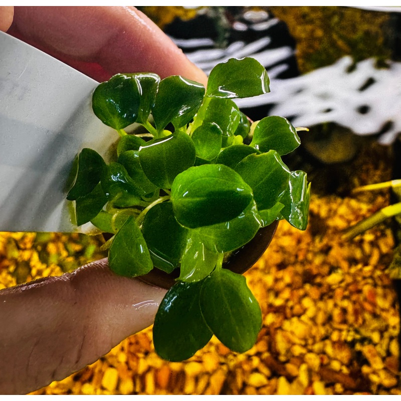 Unique - Schismatoglottis prietoi