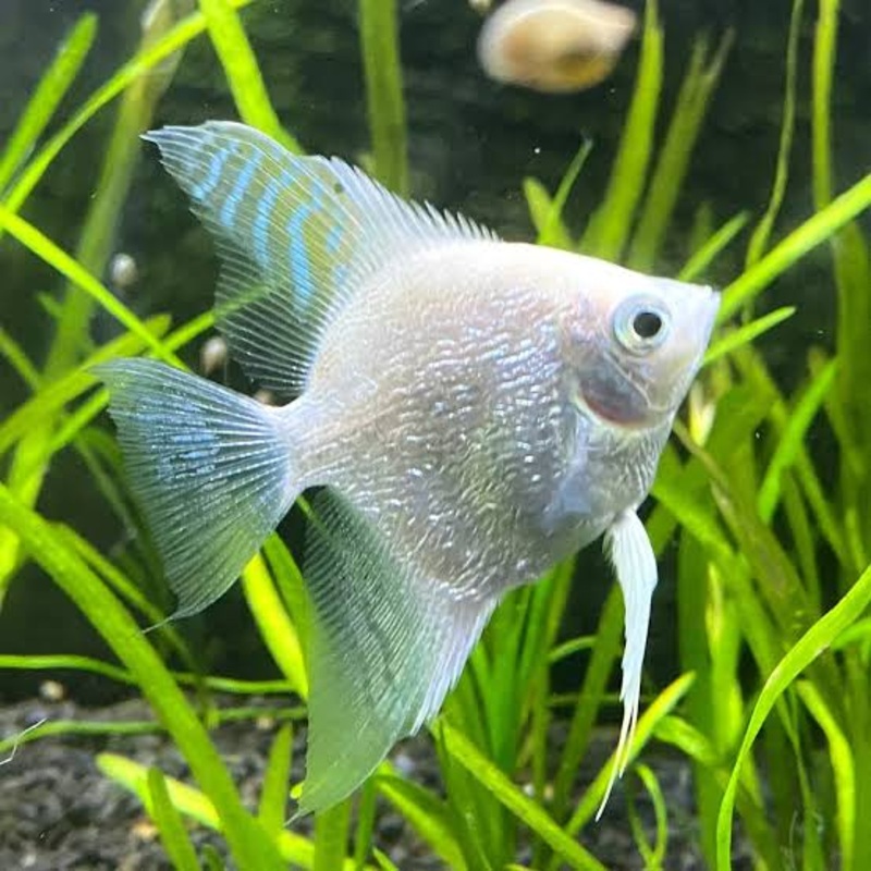 Angel Fish - Platinum Diamond - Pearlscale