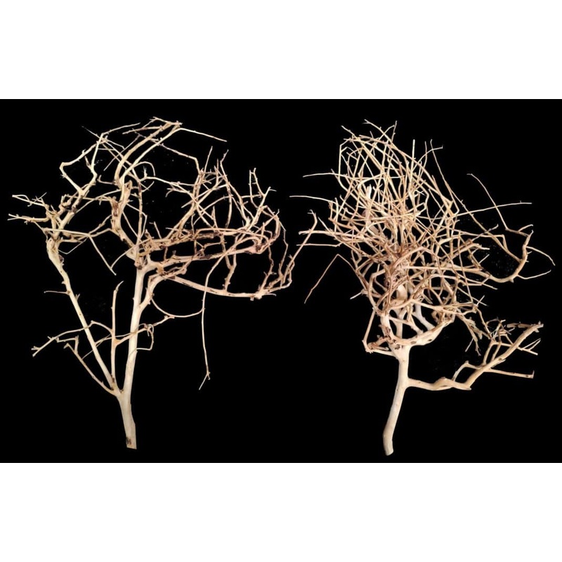AP Naturals Tiny Ramous Wood
