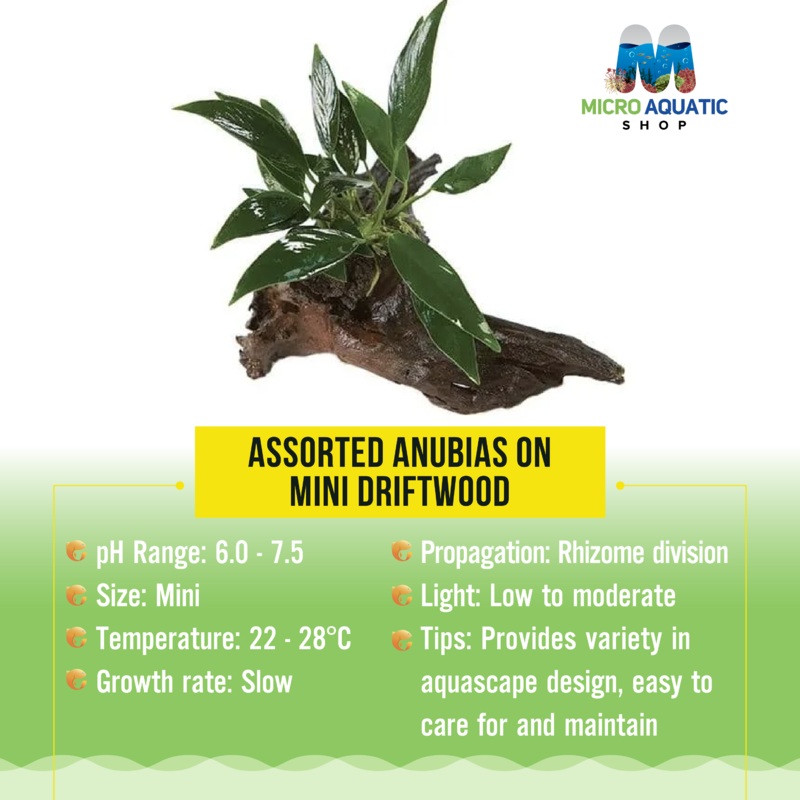 Assorted Anubias on Mini Driftwood