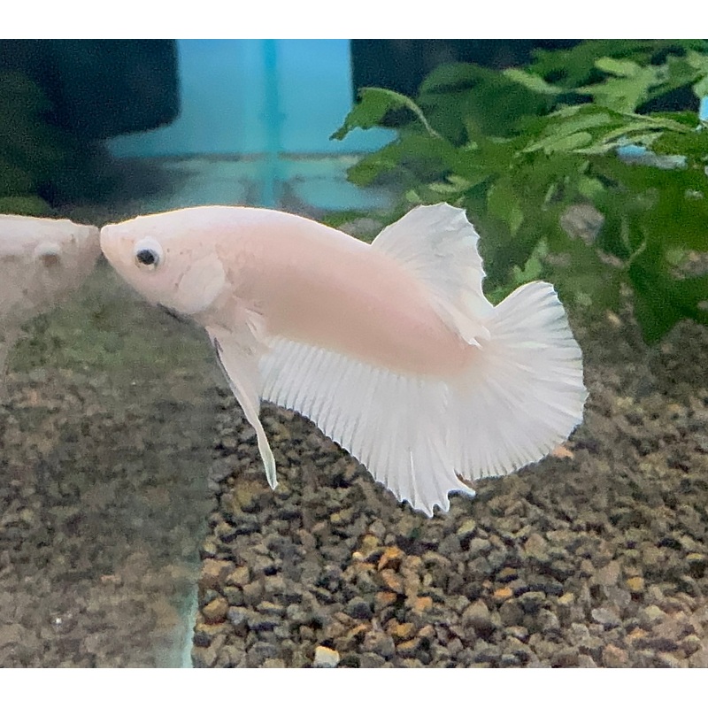 Betta - Platinum Halfmoon Show Pair