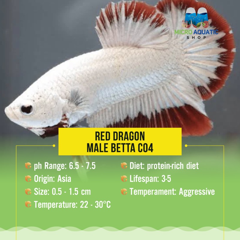 Betta - Red Dragon Plakat