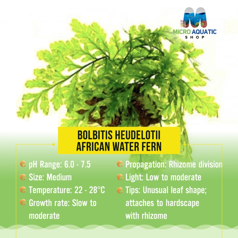 Bolbitis heudelotii - African Water Fern