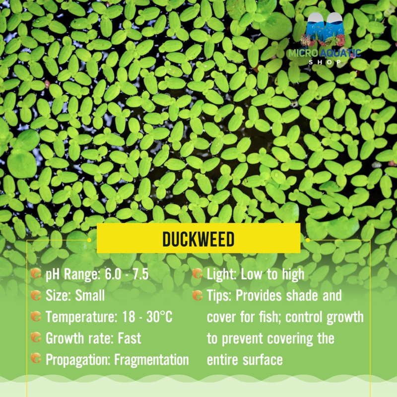 Duckweed