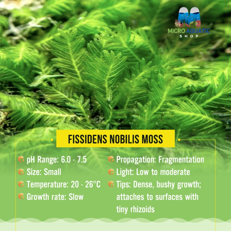 Fissidens Nobilis Moss