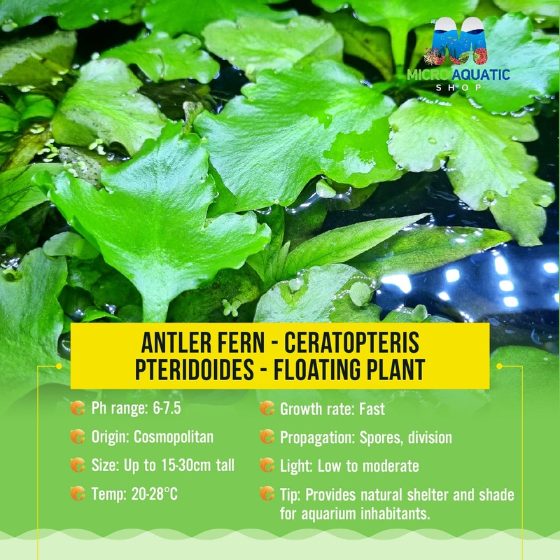 Antler fern - Ceratopteris pteridoides -Floating Plant