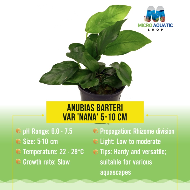 Anubias Barteri Var 'Nana' 5-10 cm