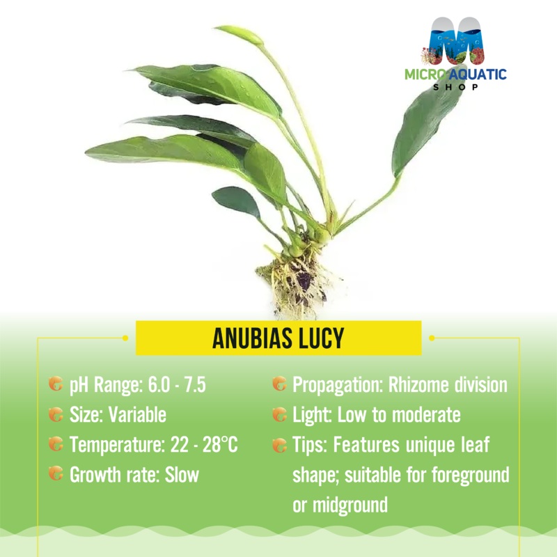 Anubias Lucy