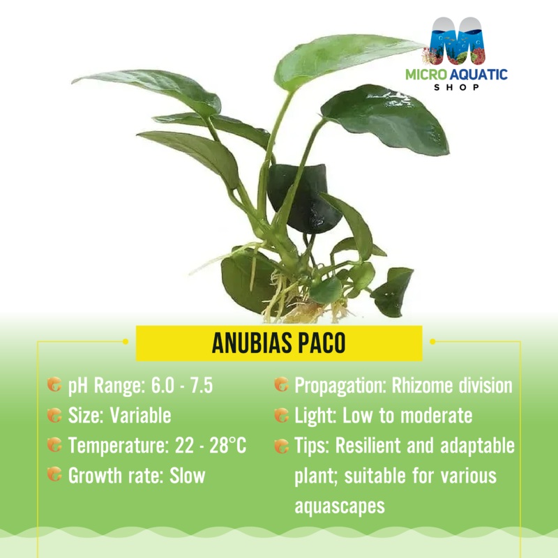 ANUBIAS PACO
