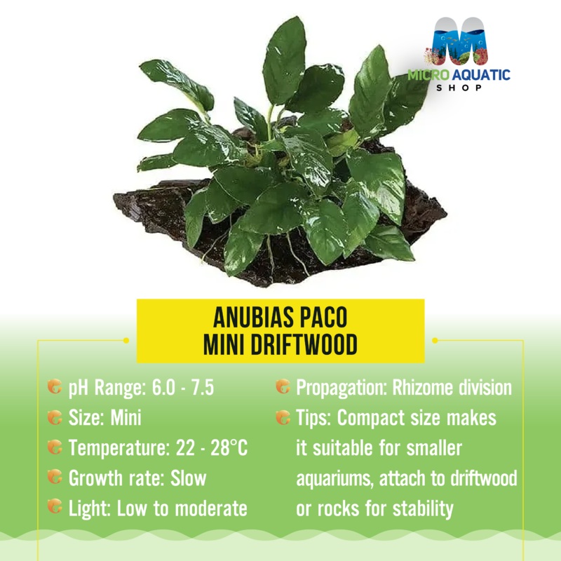 Anubias Paco - Mini Driftwood