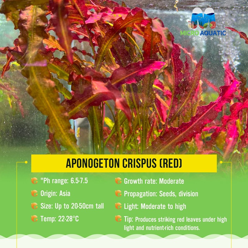 Aponogeton Crispus (Red)
