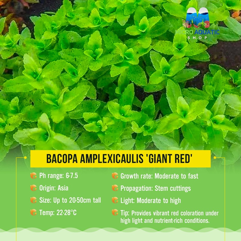 Bacopa Amplexicaulis 'Giant Red'
