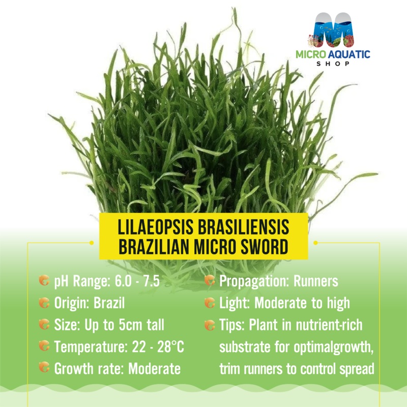 Buy 3 Get 1 Free Lilesis brsiliensis - Brazilian Micro Sword