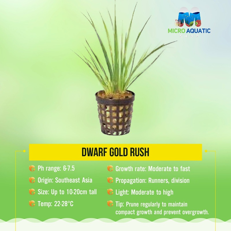 Dwarf Gold Rush