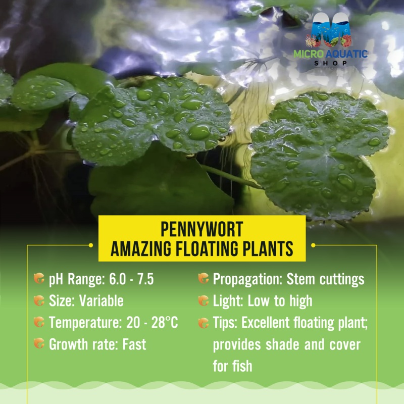 Floating Plant - Pennywort