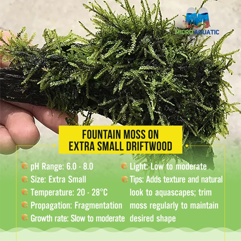 Fountain Moss On Extra Small Driftwood