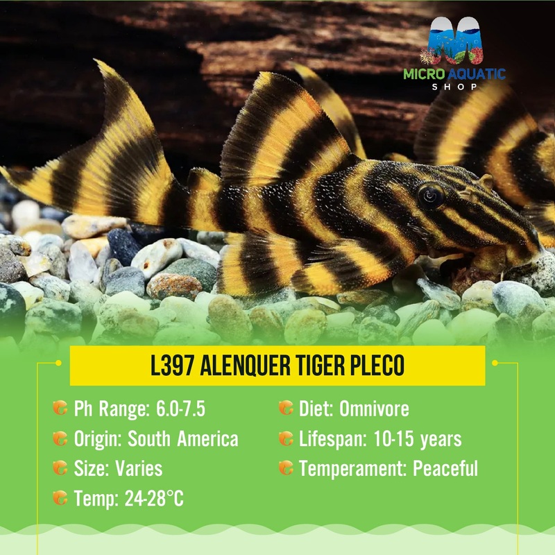 L397 Alenquer Tiger Pleco 3cm