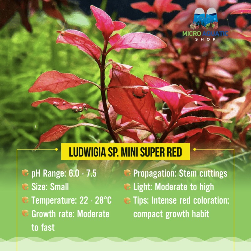 Ludwigia sp. Mini Super Red