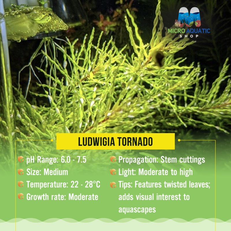Ludwigia Tornado